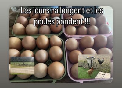 oeufs frais miellerie de perthes